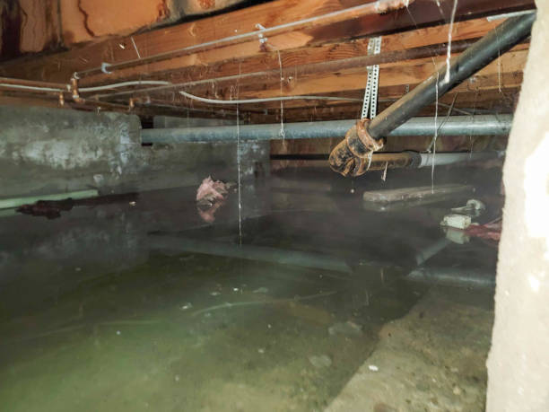 Best Flood restoration services  in Grandview, IL